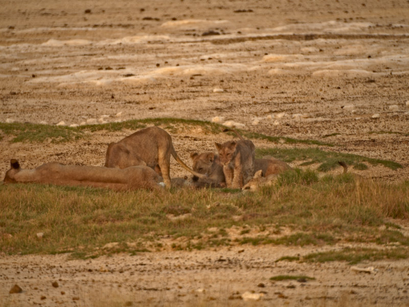 Okaukuejo, Lion